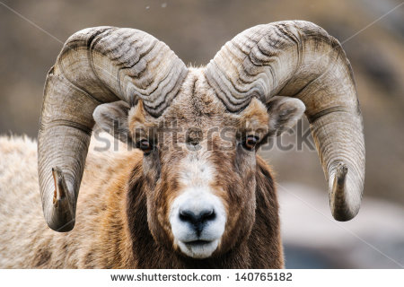 Rocky Mountain Big Horned Sheep In Springtime Alberta Canada   Stock
