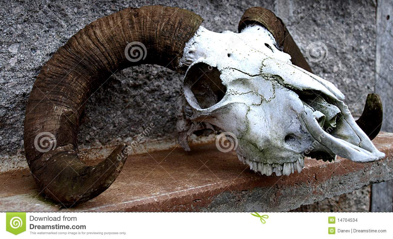 This Is What I Presume To Be A Mountain Sheep Skull It Is Sitting On
