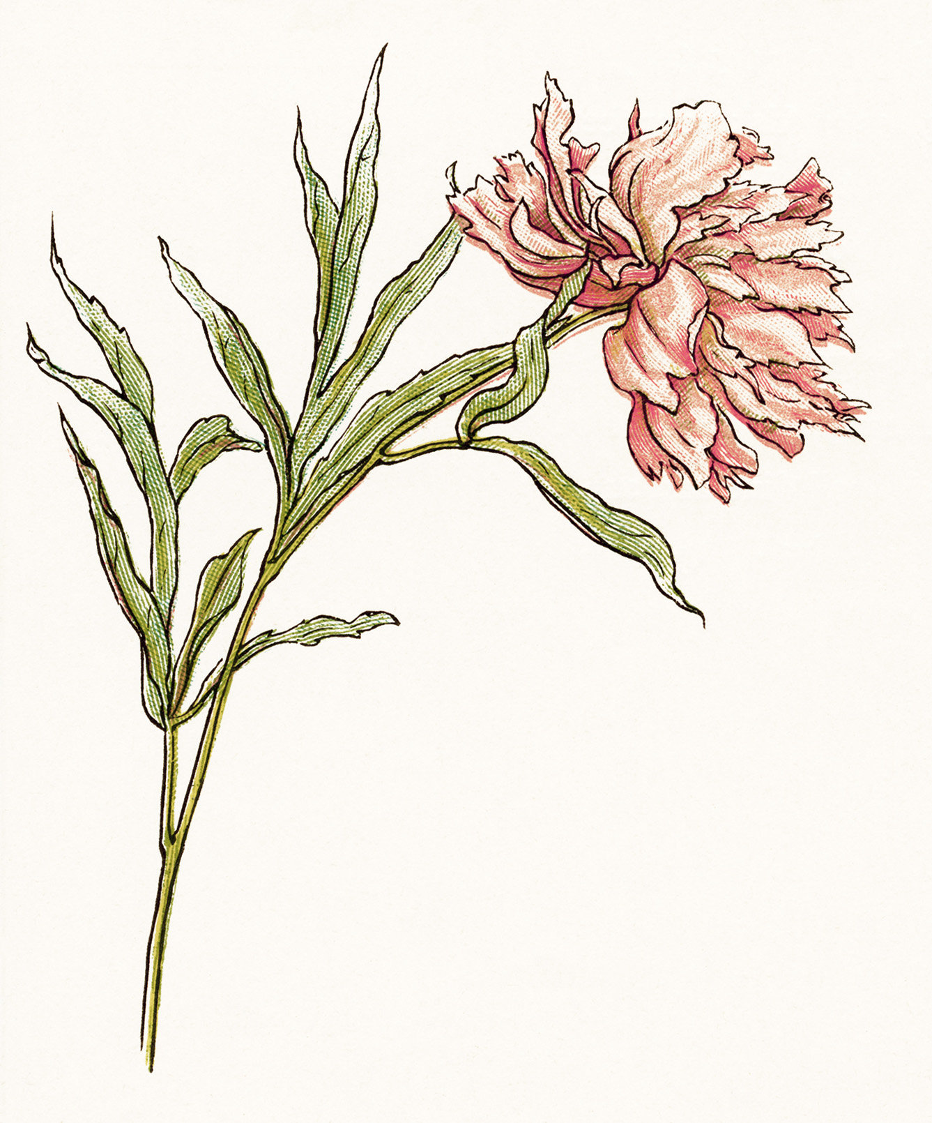 Vintage Floral Image Storybook Flower Illustration Vintage Garden