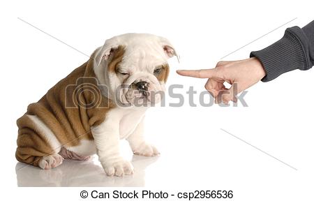 Bad Dog   Persons Hand Wagging Finger At Nine Week Old English Bulldog