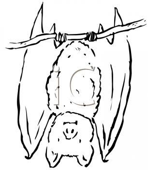 Black And White Line Drawing Of A Vampire Bat Hanging Upside Down