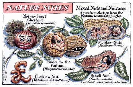 Mixed Nuts And Nutcases By Peter Brookes Original Artwork For Sale
