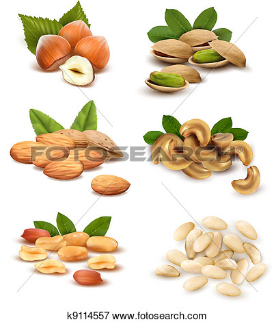 Nuts Clipart Big Collection Of Ripe Nuts