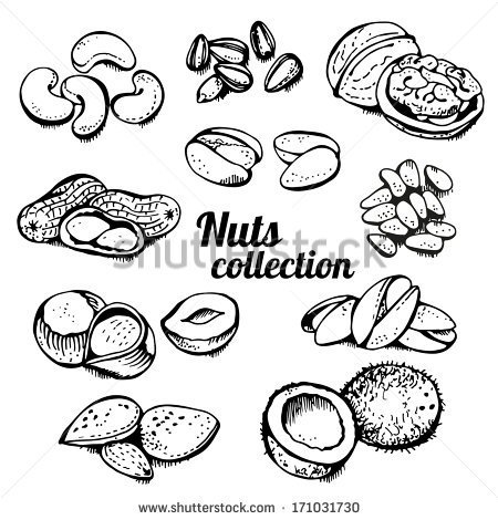 Nuts Collection Isolated On A White Background   Stock Vector