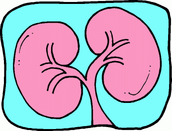 Regular Clip Art  Body Parts  Kidneys Gif