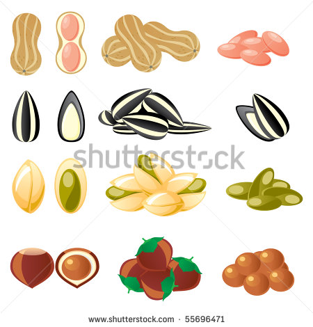 Set Of Vector Images Of Nuts And Seeds   Stock Vector