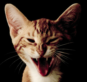 Hissing Cat Clipart Image  Angry Hissing Cat With An Attitude