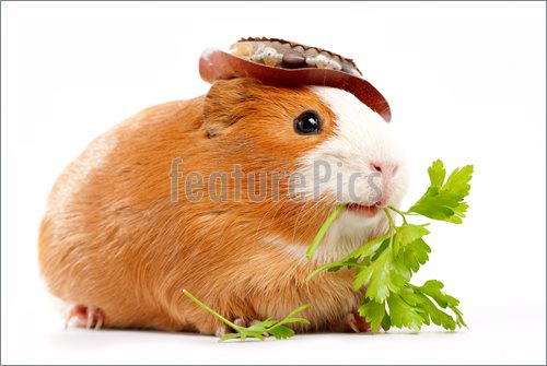 Lunch Time  Funny Guinea Pig Portrait Over White Background