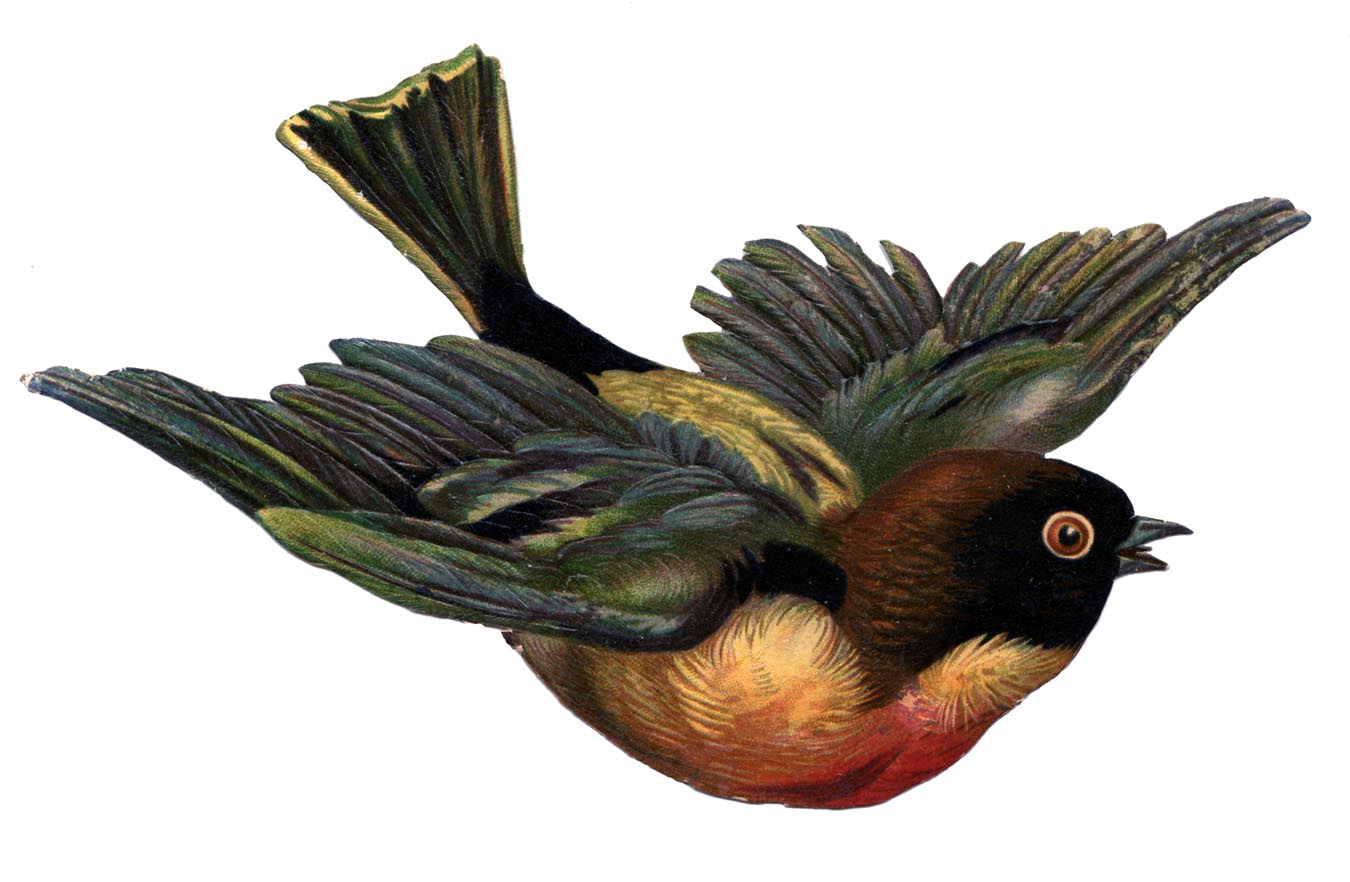 Victorian Scrap Clip Art   Flying Bird   The Graphics Fairy