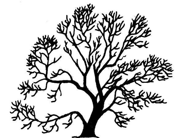 Weeping Willow Tree Silhouette   Clipart Best