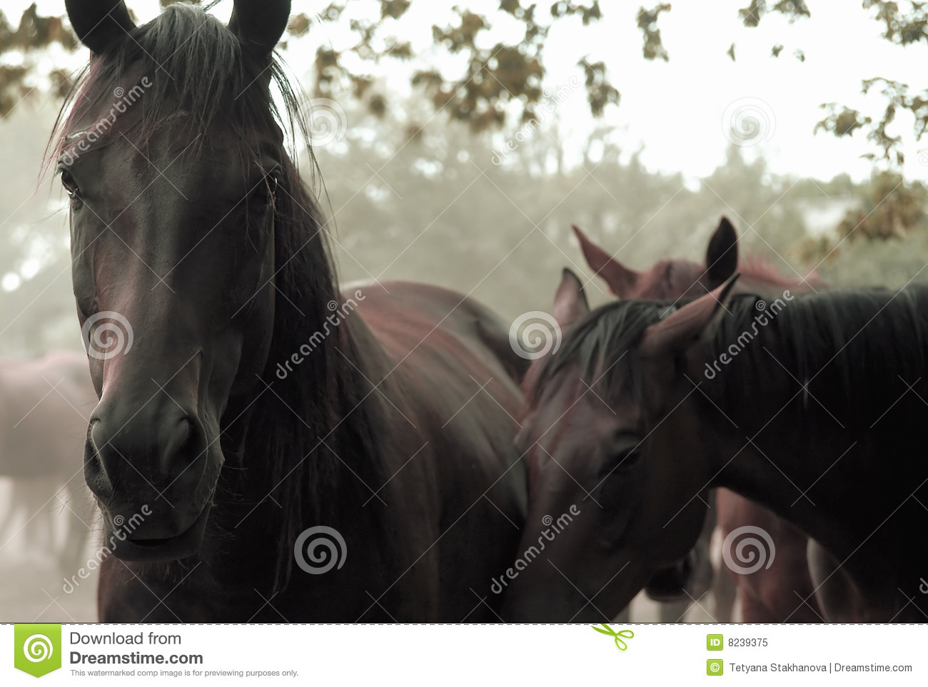 Sad Horses Royalty Free Stock Photo   Image  8239375