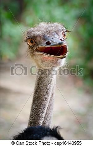 Stock Photo   Funny Ostrich Bird Head   Stock Image Images Royalty