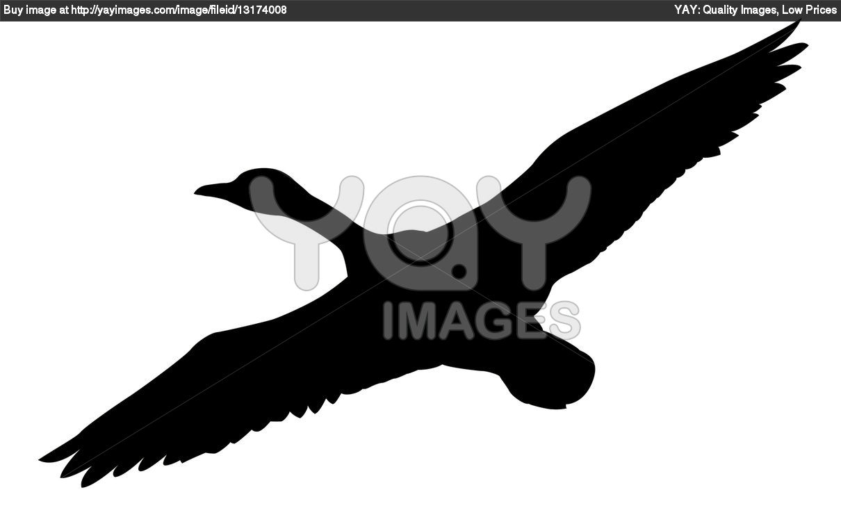 Displaying 18  Images For   Duck Flying Clipart
