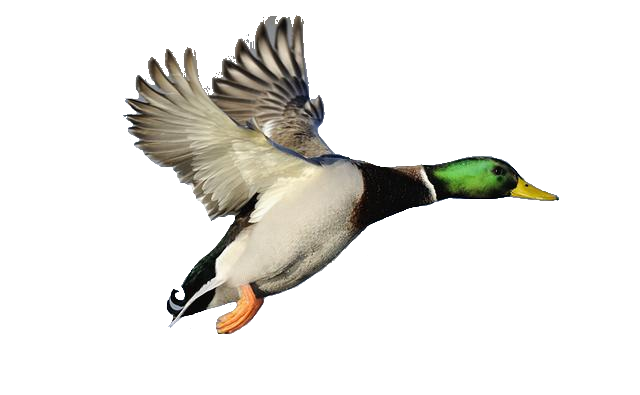 Duck Flying Clip Art Vector Online Royalty Free And Public