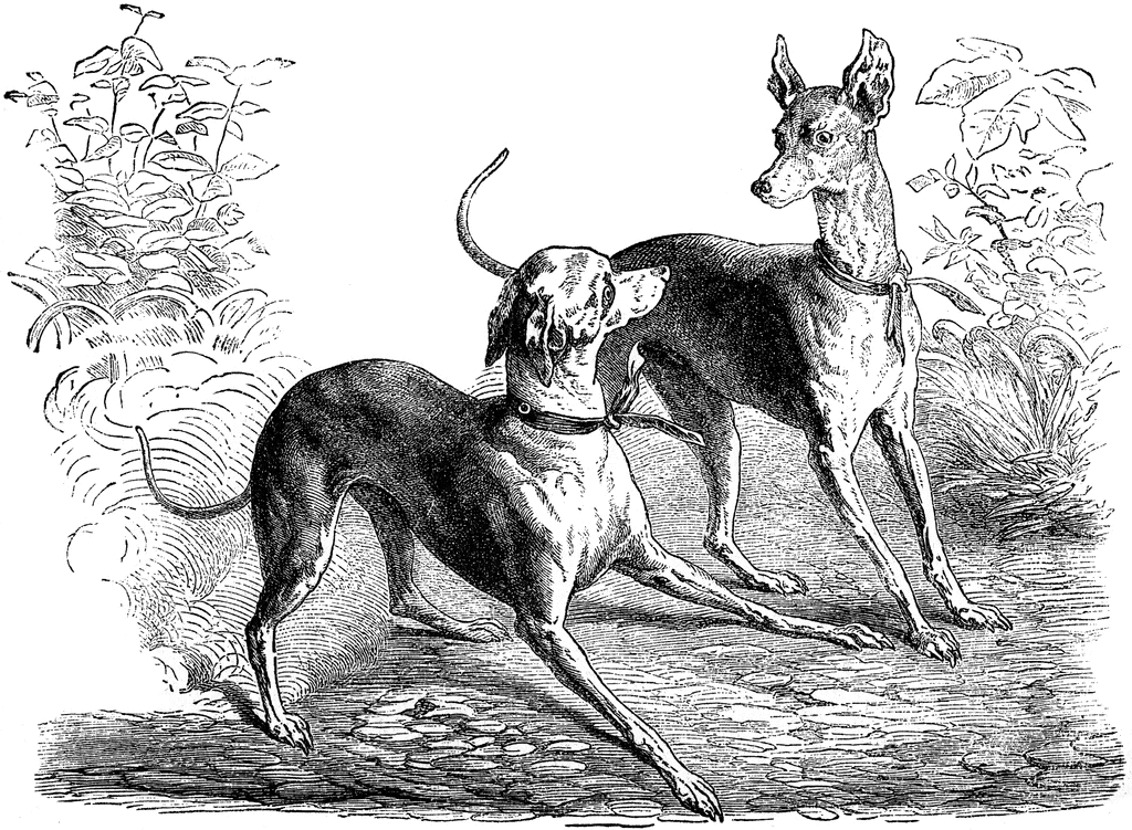 Two Dogs Playing   Clipart Etc