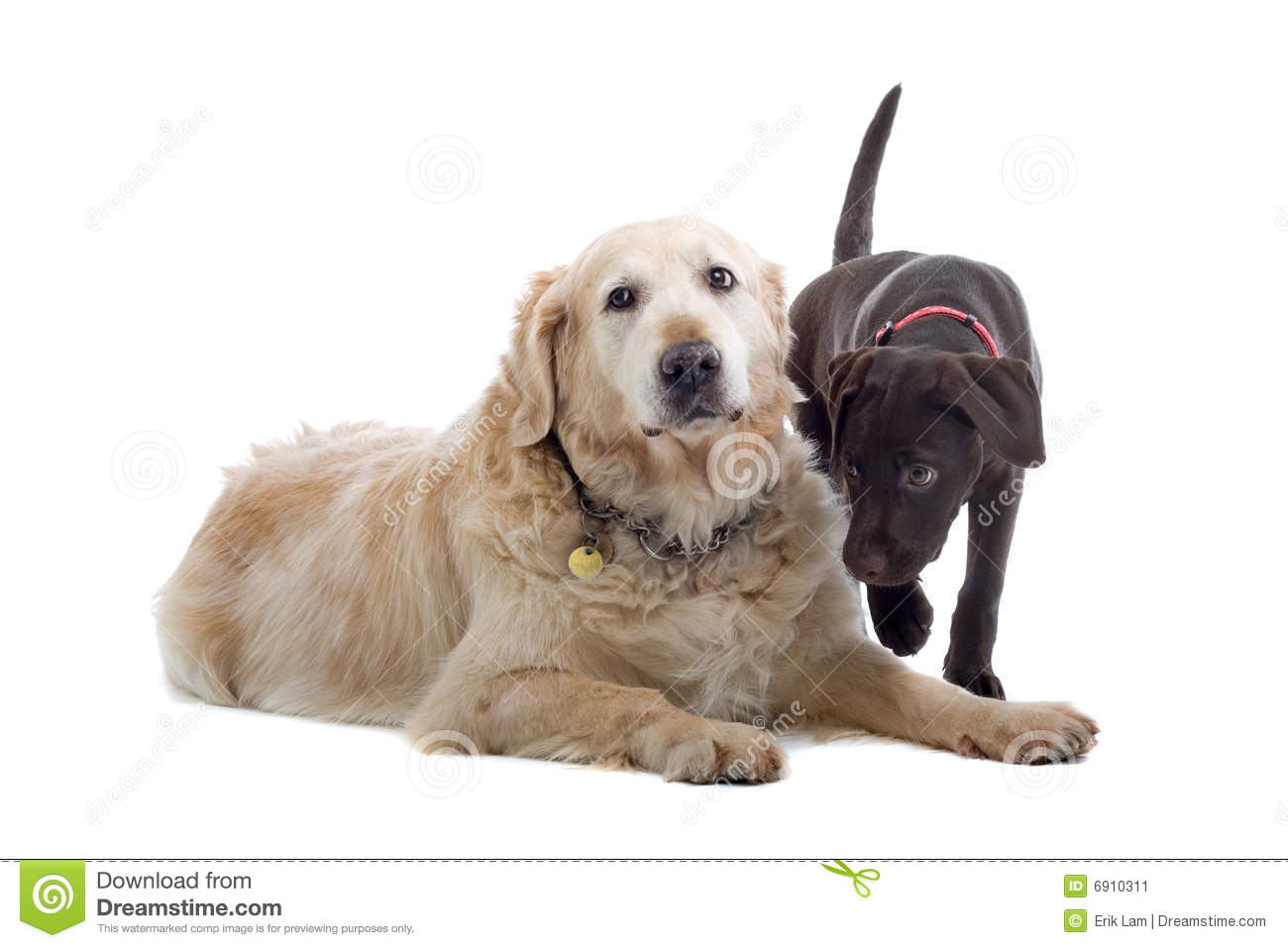 Two Dogs Together Clipart Two Cute Dogs Together Stock