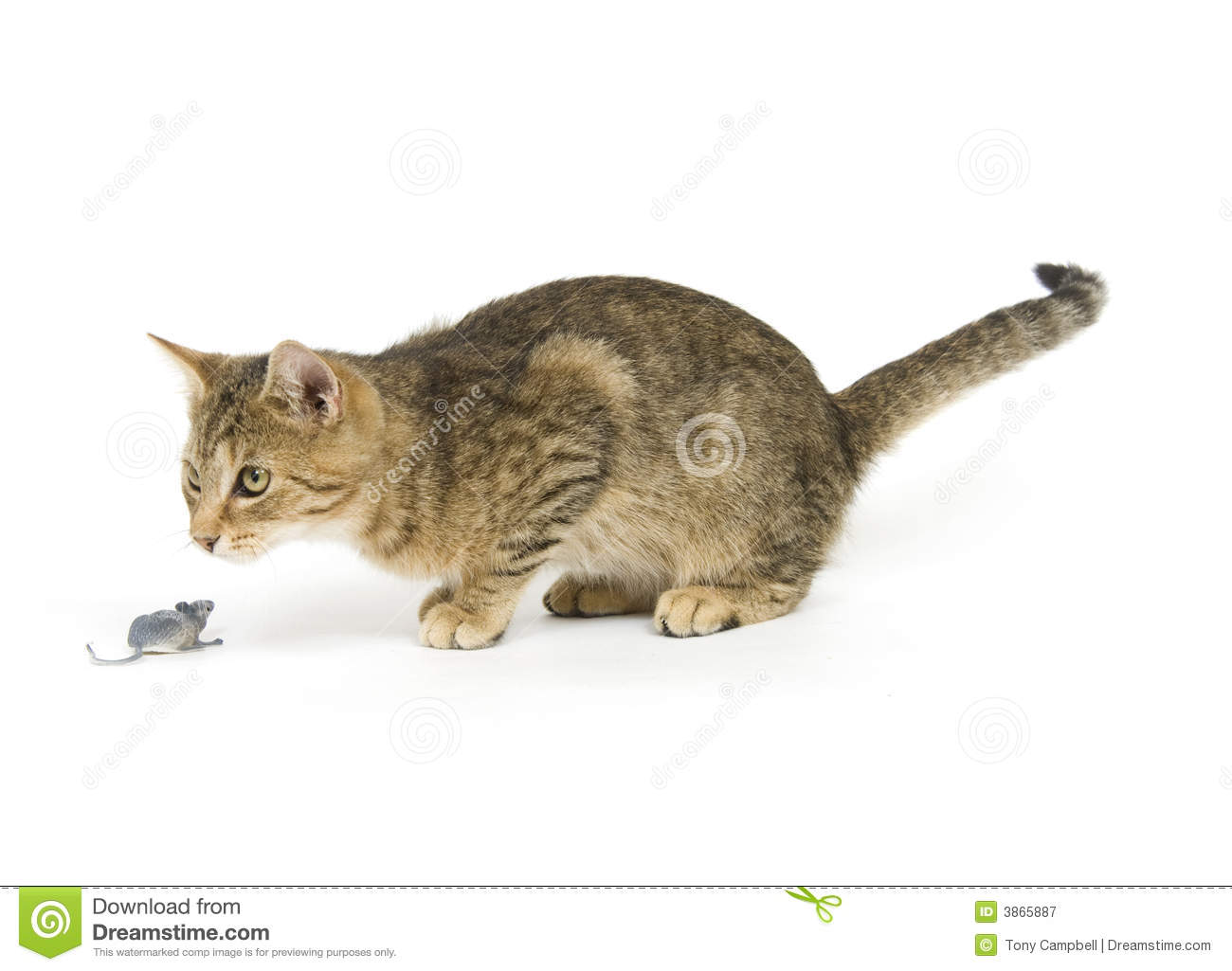 Cat Toy Mouse Clipart Tabby Cat And Toy Mouse