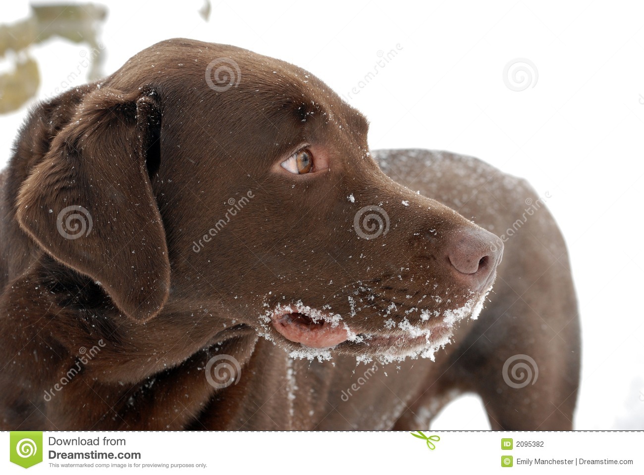 Chocolate Lab In The Snow Stock Photography   Image  2095382