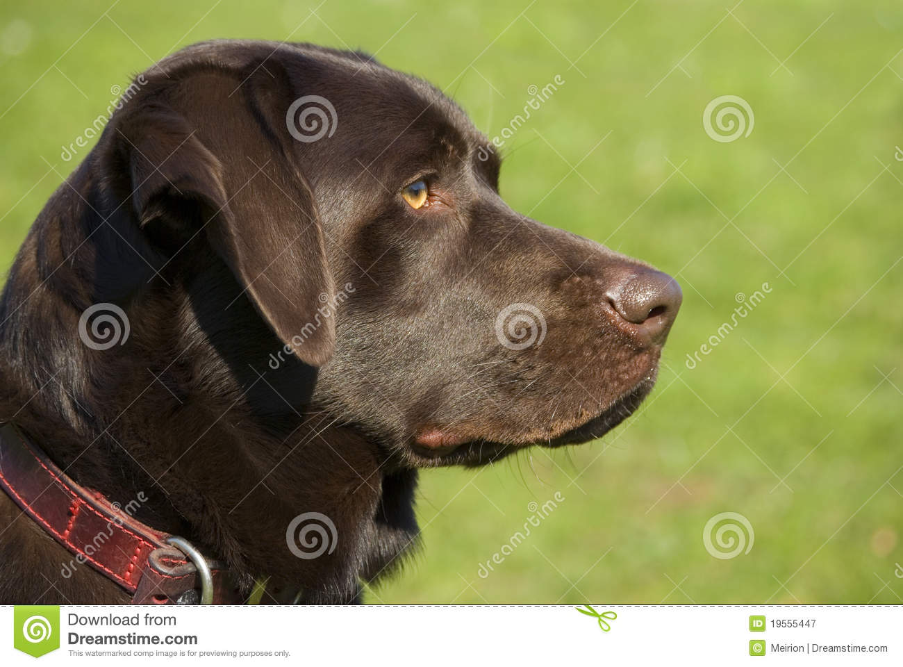 Chocolate Lab Royalty Free Stock Photography   Image  19555447