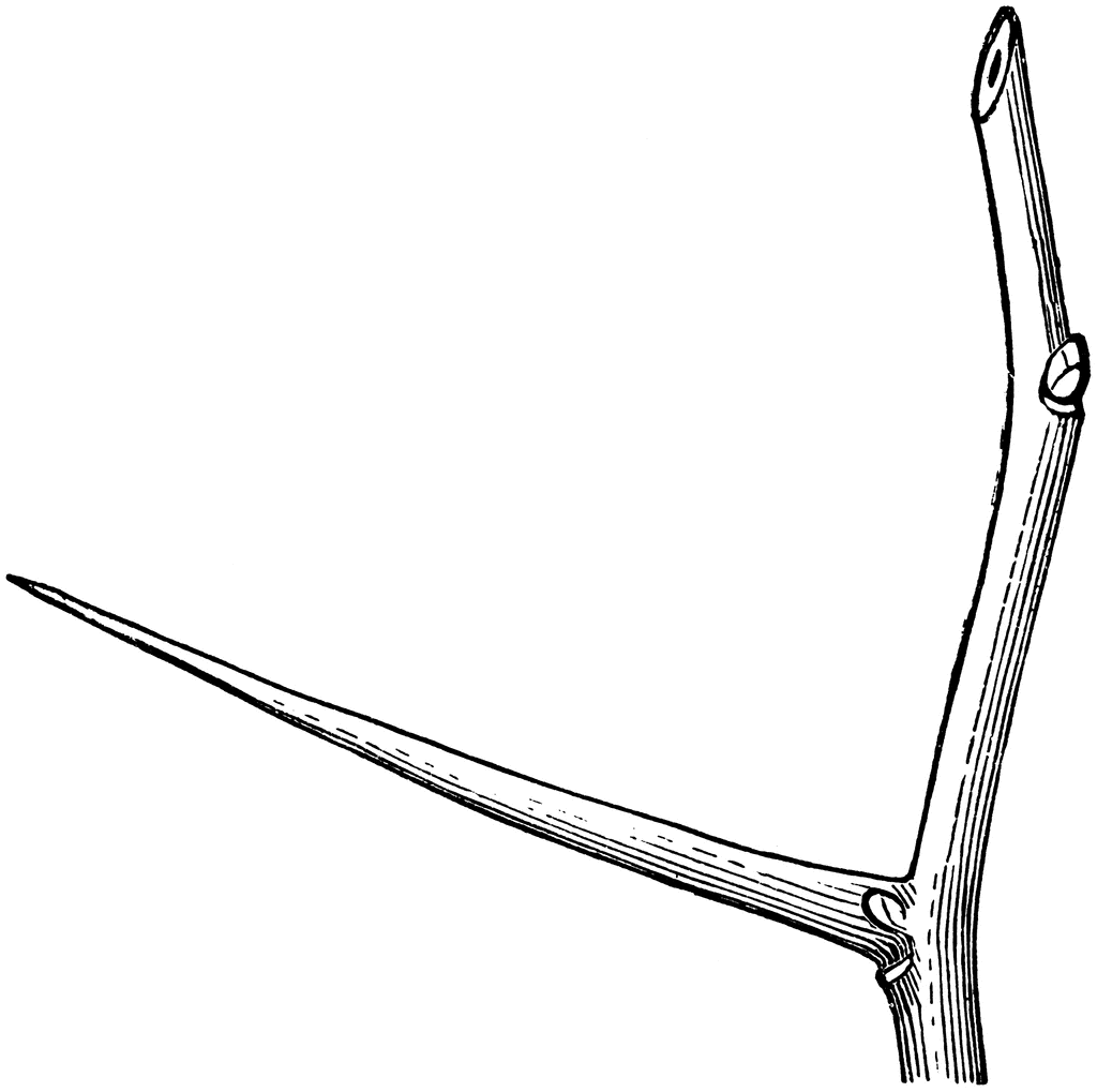 Cockspur Thorn