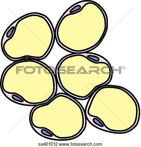 Fat Cells Take In Glucose From Blood   Fotosearch   Search Clipart
