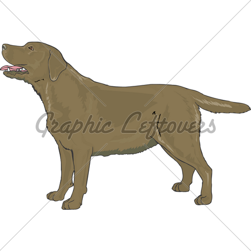 Lab Chocolate   Gl Stock Images