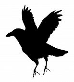Picture Of Raven   Black Raven Silhouette Horror Time Or Crow   Jpg