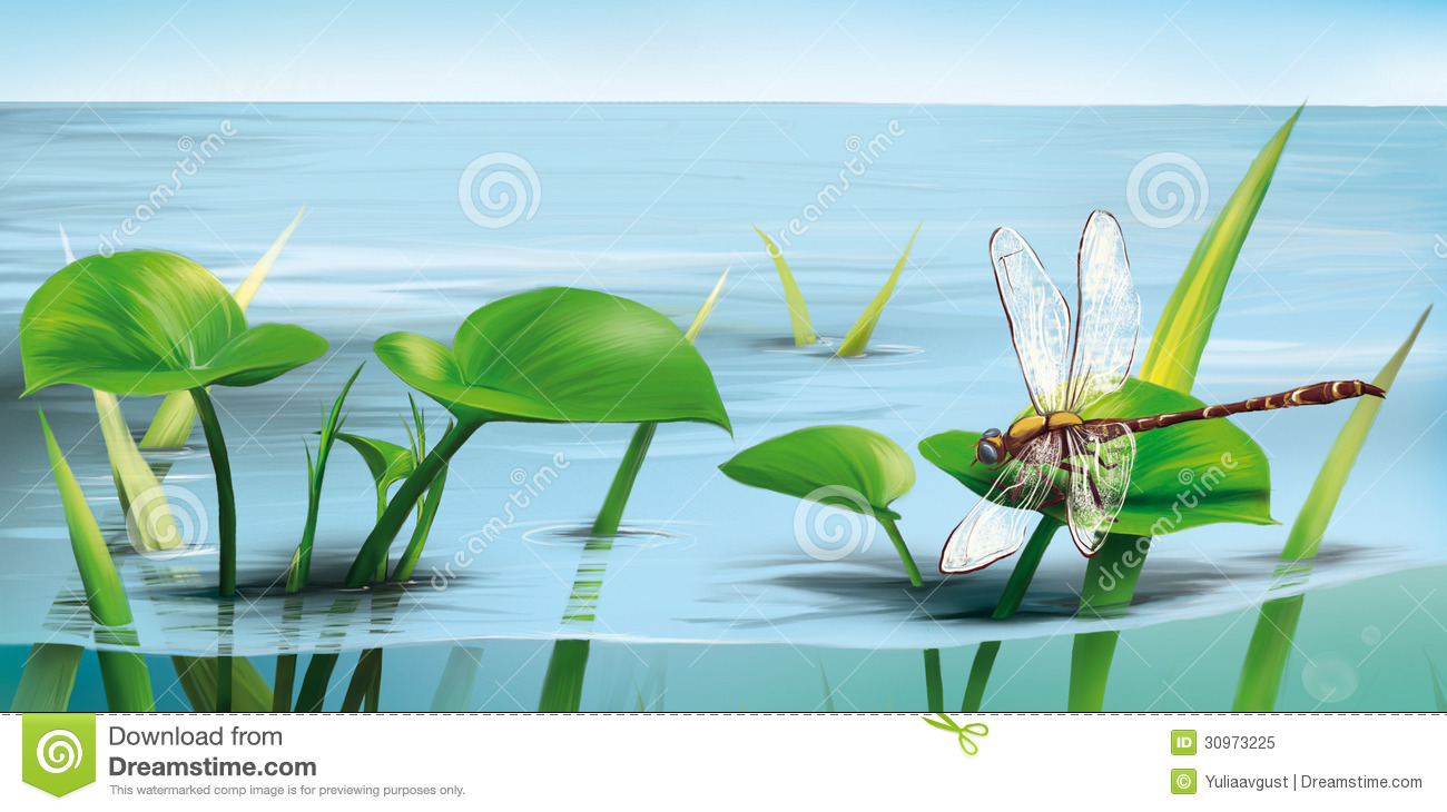 River Scene  Dragonfly On Water Grass Lake Water Royalty Free Stock