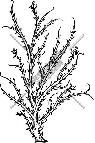 Thorn Bush Graphic Clipart And Vectorart  Misc Graphics   Plants