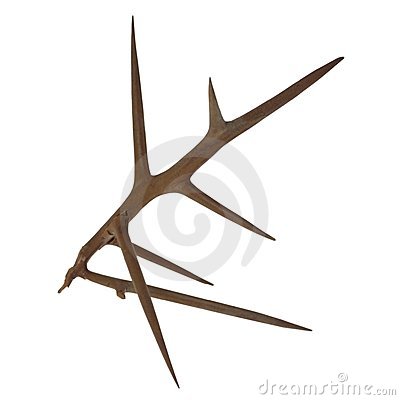 Thorn Stock Images   Image  4470504