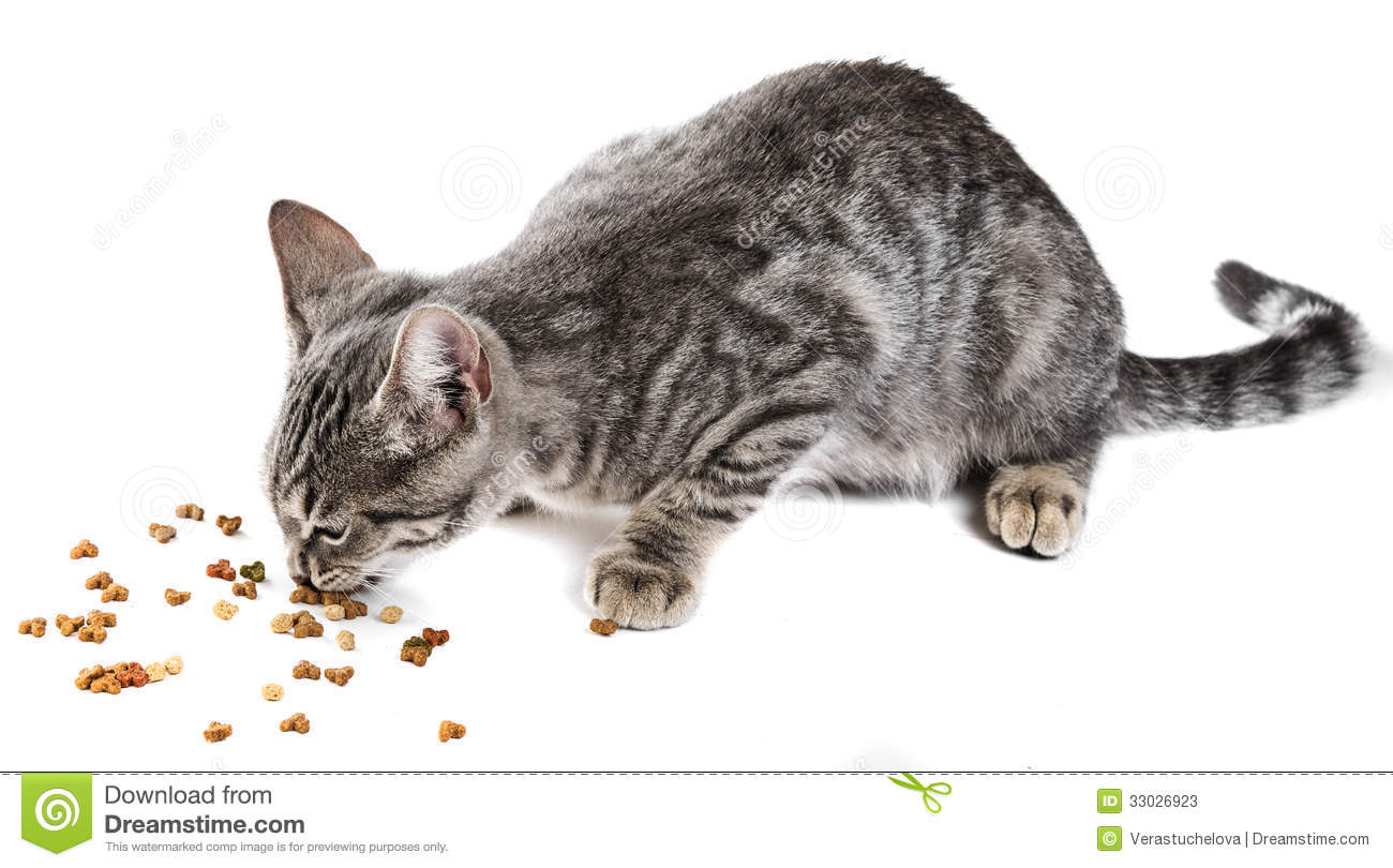 Cat Eating Food For Cat Stock Photos   Image  33026923