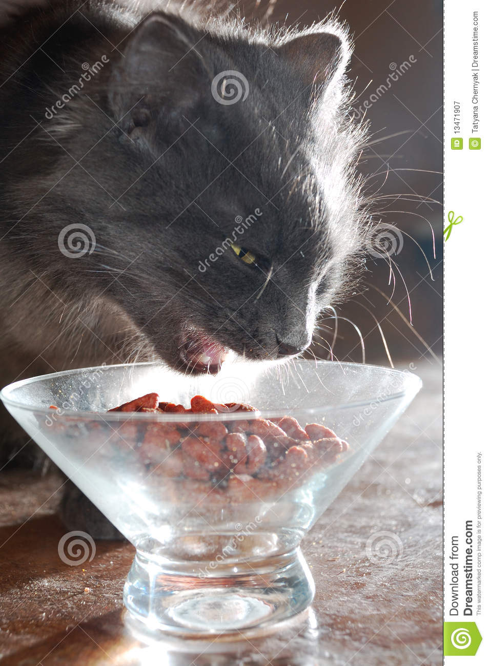 Cat Eating Food Royalty Free Stock Photography   Image  13471907