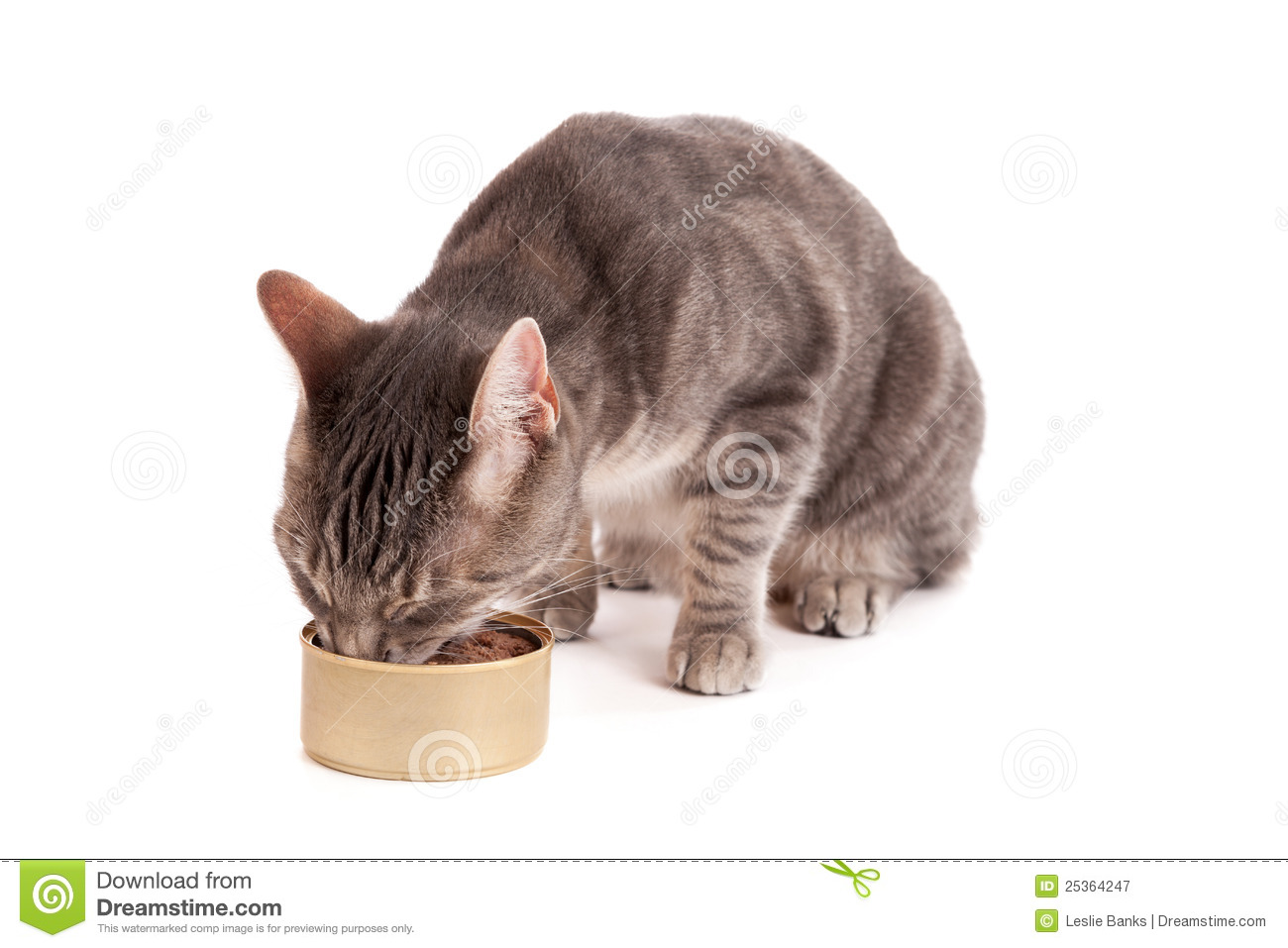 Cat Eating Food Royalty Free Stock Photography   Image  25364247