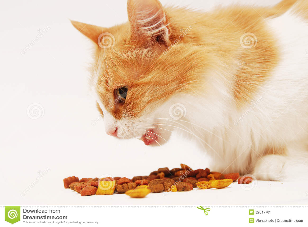 Cat Eating Food Stock Image   Image  29017761