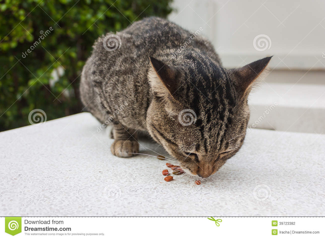 Cat Eating Food Stock Photo   Image  39723382