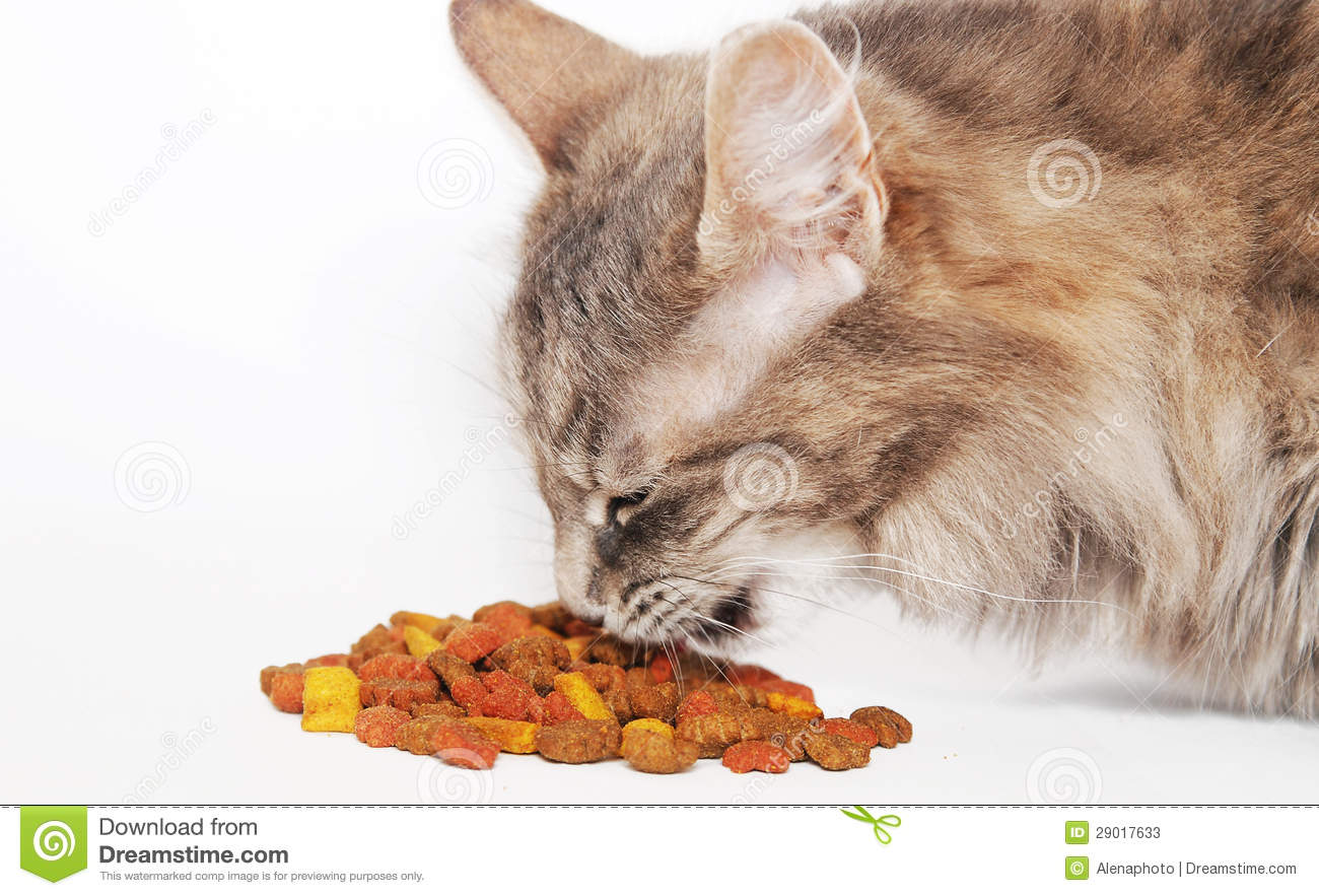 Cat Eating Food Stock Photos   Image  29017633