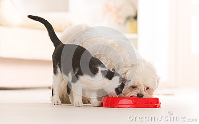     Dog Maltese And Black And White Cat Eating Food From A Bowl In Home