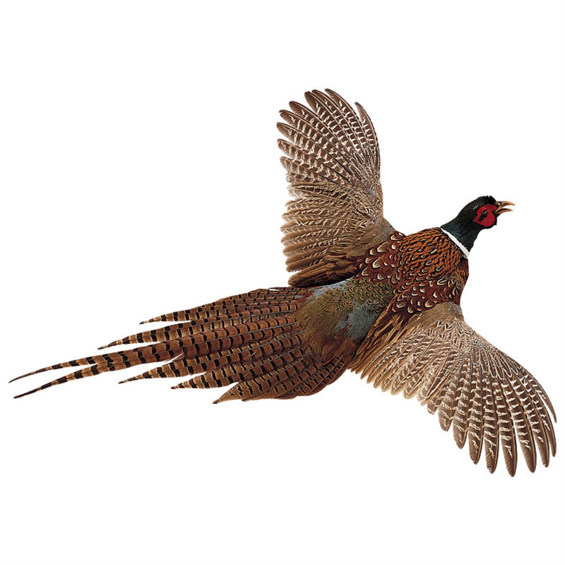 High Flyer Pheasant   5087 Taxidermy At Sportsman S Guide