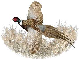 Pheasant Clip Art Pheasant Clip Art Pheasant Clip Art Pheasant