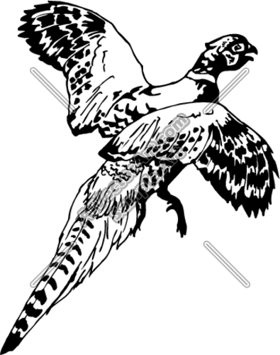 Pheasant Clipart And Vectorart  Animals   Birds Vectorart And
