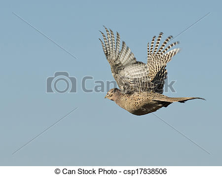 Stock Photography Of Hen Pheasant   A Flying Pheasant Over The Prairie
