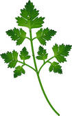 Branch Of Parsley   Clipart Graphic