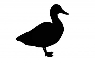 Duck Silhouette Isolated On White   Parliament Of Birds