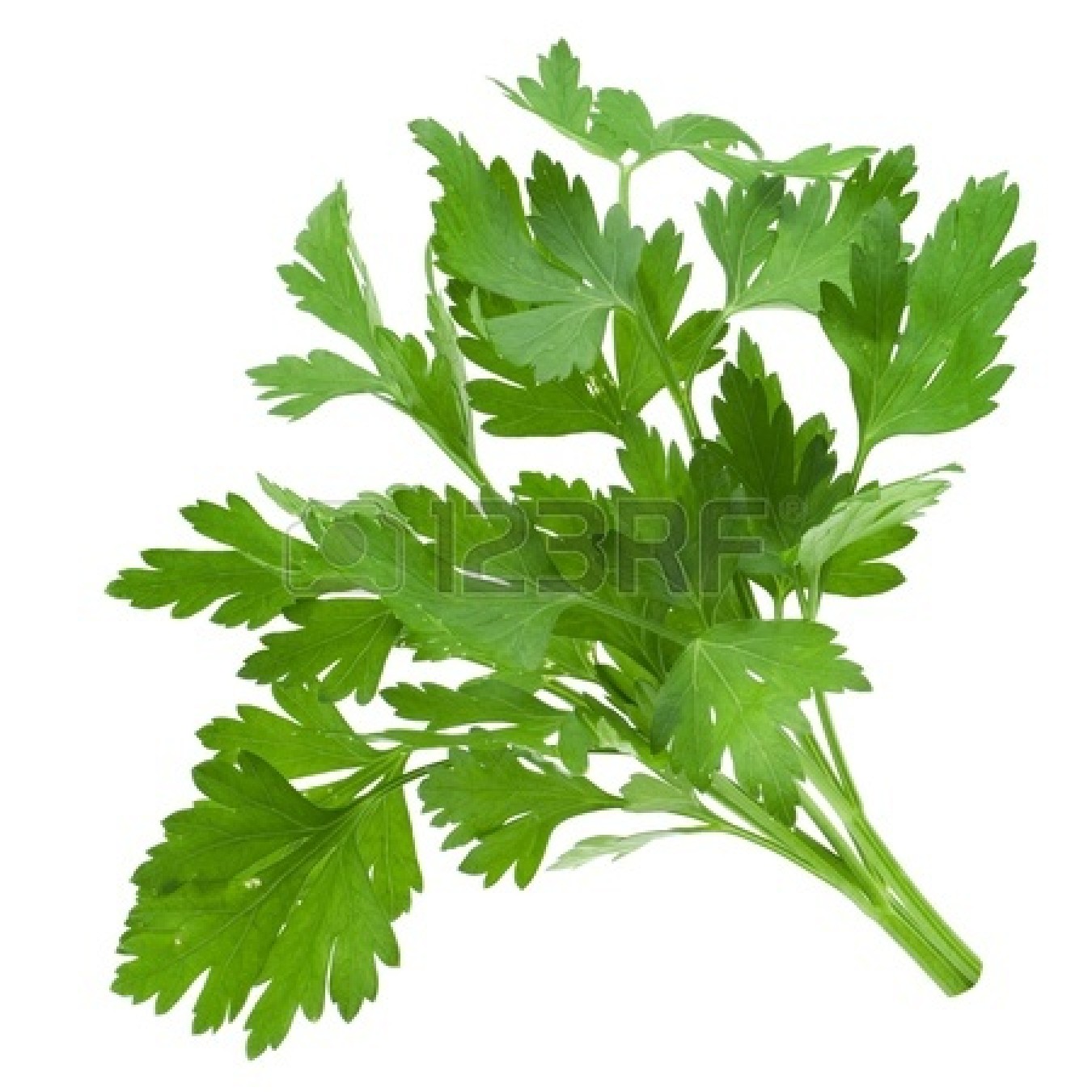 Parsley Clipart 14225279 Parsley Isolated On White Jpg