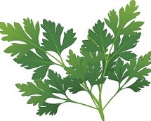 Parsley Clipart Parsley