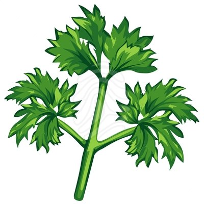 Parsley Clipart Parsley Nature Flora Without Picture 84074758 Jpg