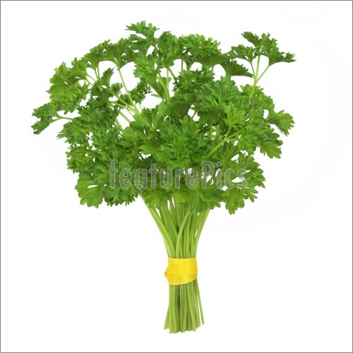 Parsley Clipart Picture Of Parsley Herb Leaves