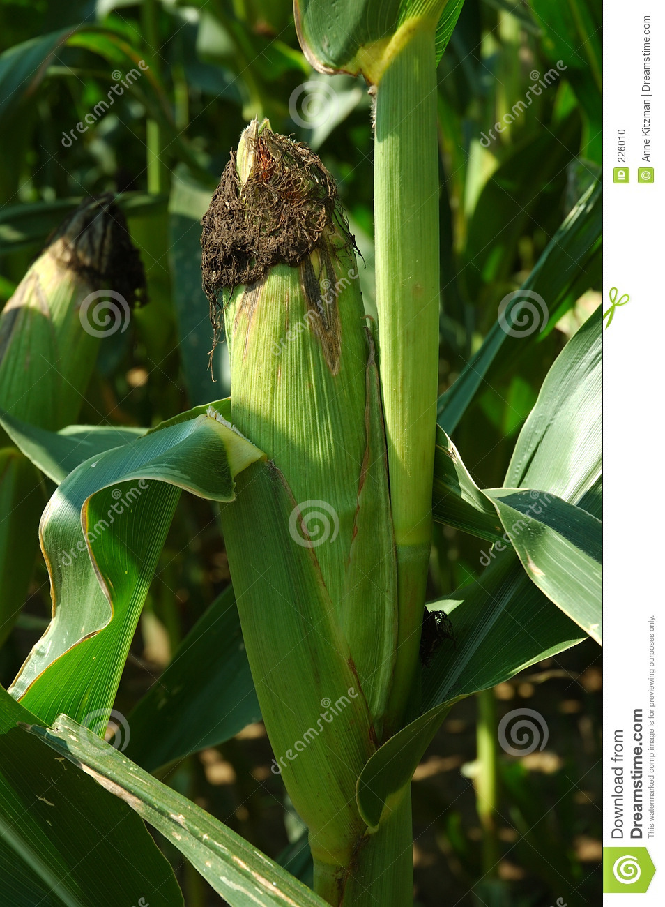 An Ear Of Corn Growing On The Stalk Ready To Be Harvested