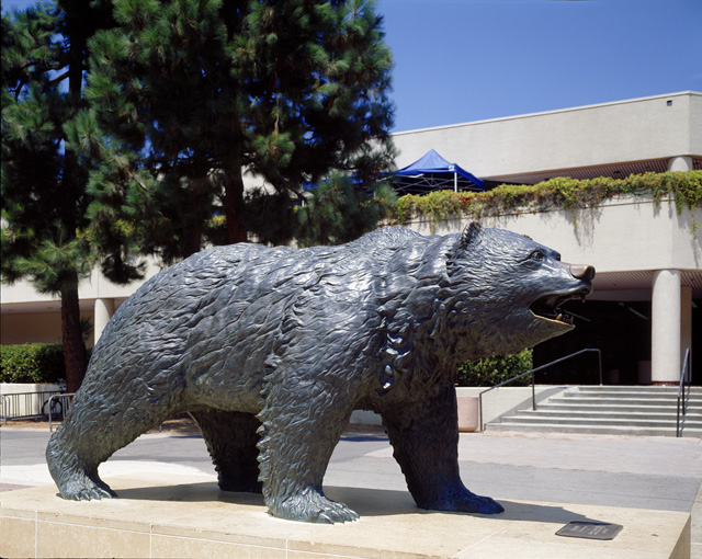 Bruin Bear Image Search Results
