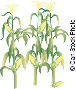 Corn On The Cob Stalks Illustration   Corn On The Stalks